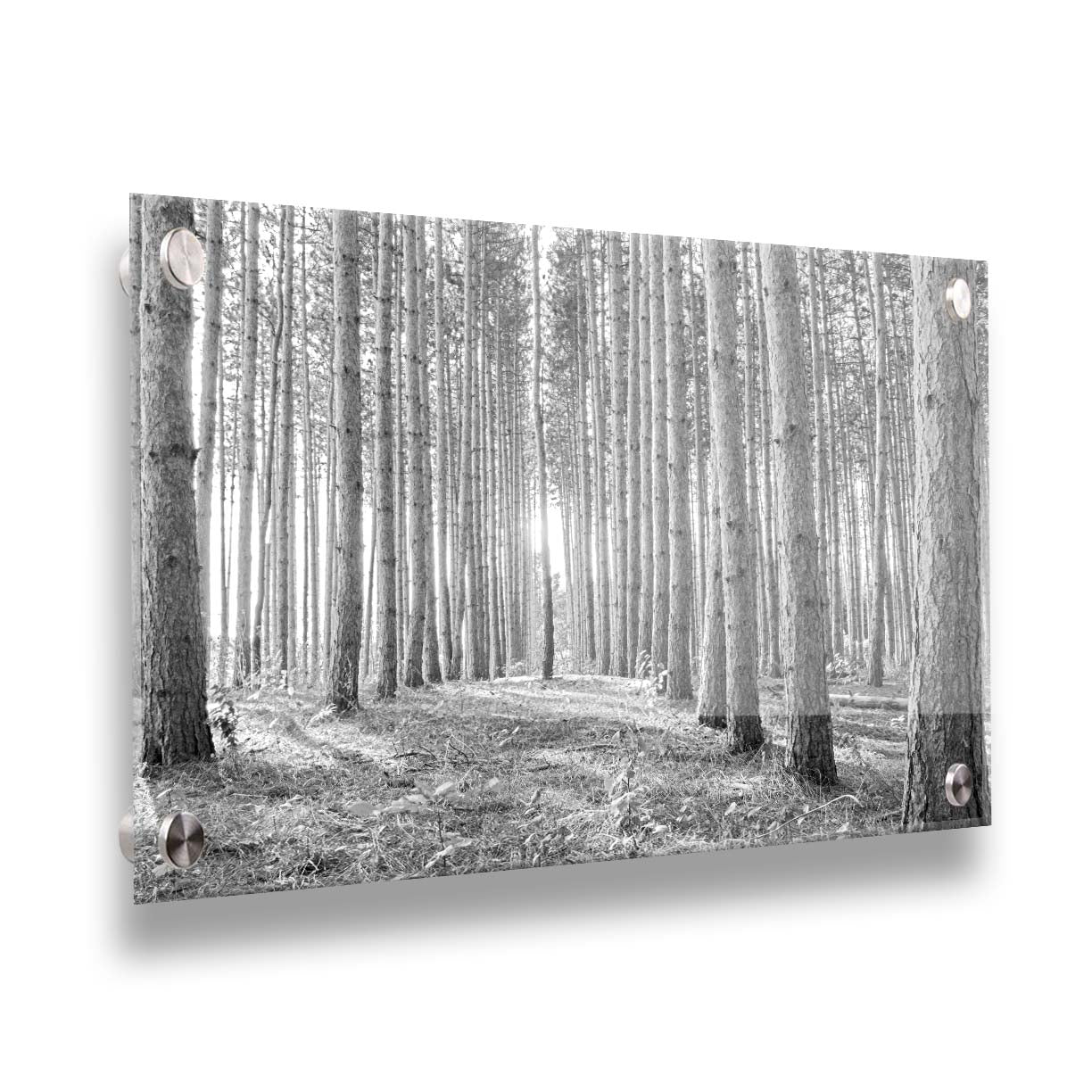 A photo of a forest, looking down lines of tree trunks. The grayscale image emphasizes pattern and perspective, and the unique shapes of the shadows. Printed on acrylic.