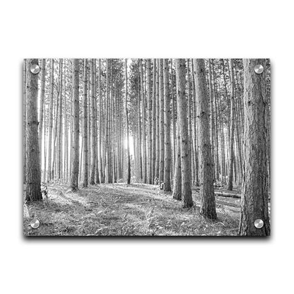 A photo of a forest, looking down lines of tree trunks. The grayscale image emphasizes pattern and perspective, and the unique shapes of the shadows. Printed on acrylic.