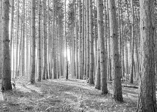 A photo of a forest, looking down lines of tree trunks. The grayscale image emphasizes pattern and perspective, and the unique shapes of the shadows.