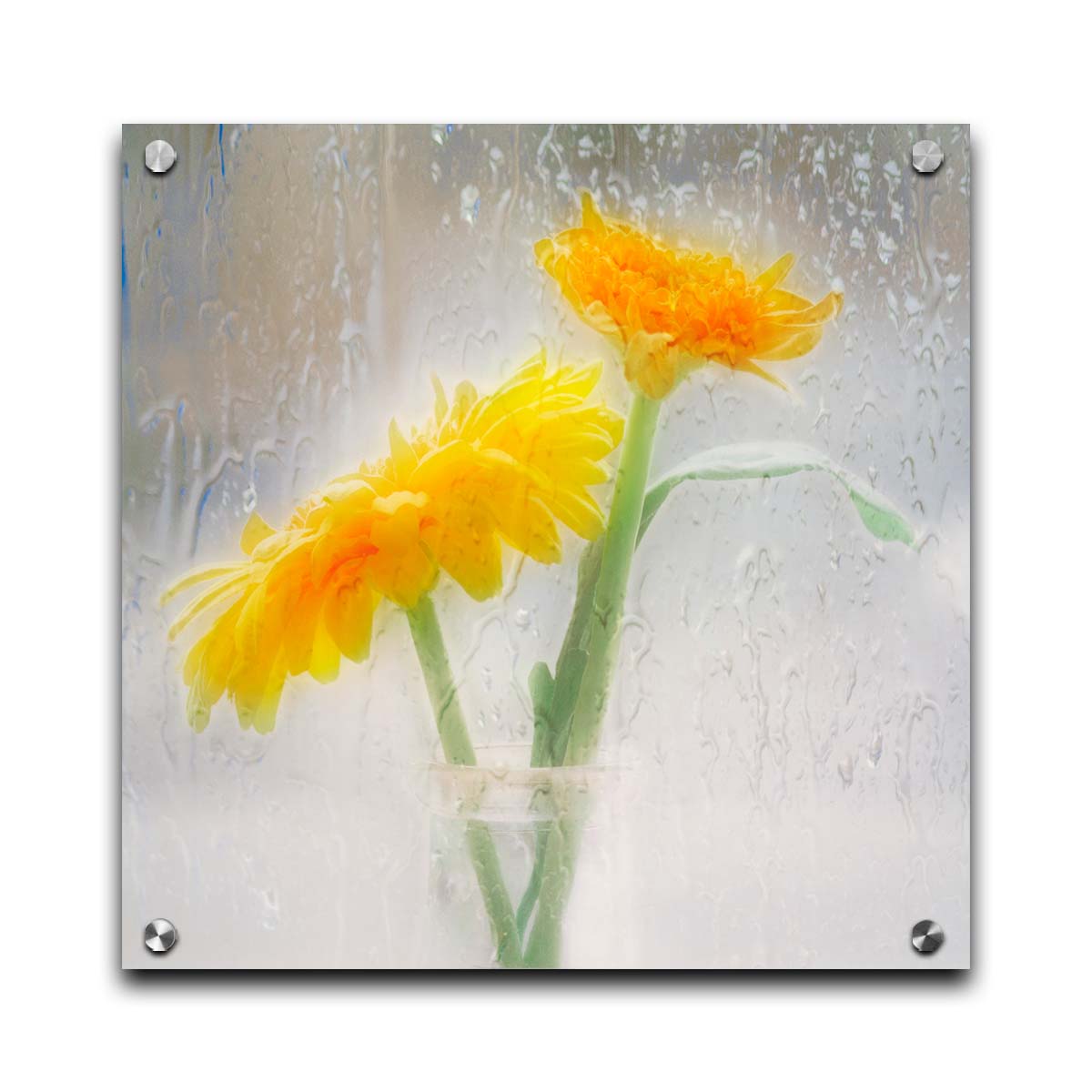 A photo of two yellow flowers in a small glass jar in soft light, edited as viewed through wet glass. Printed on acrylic.