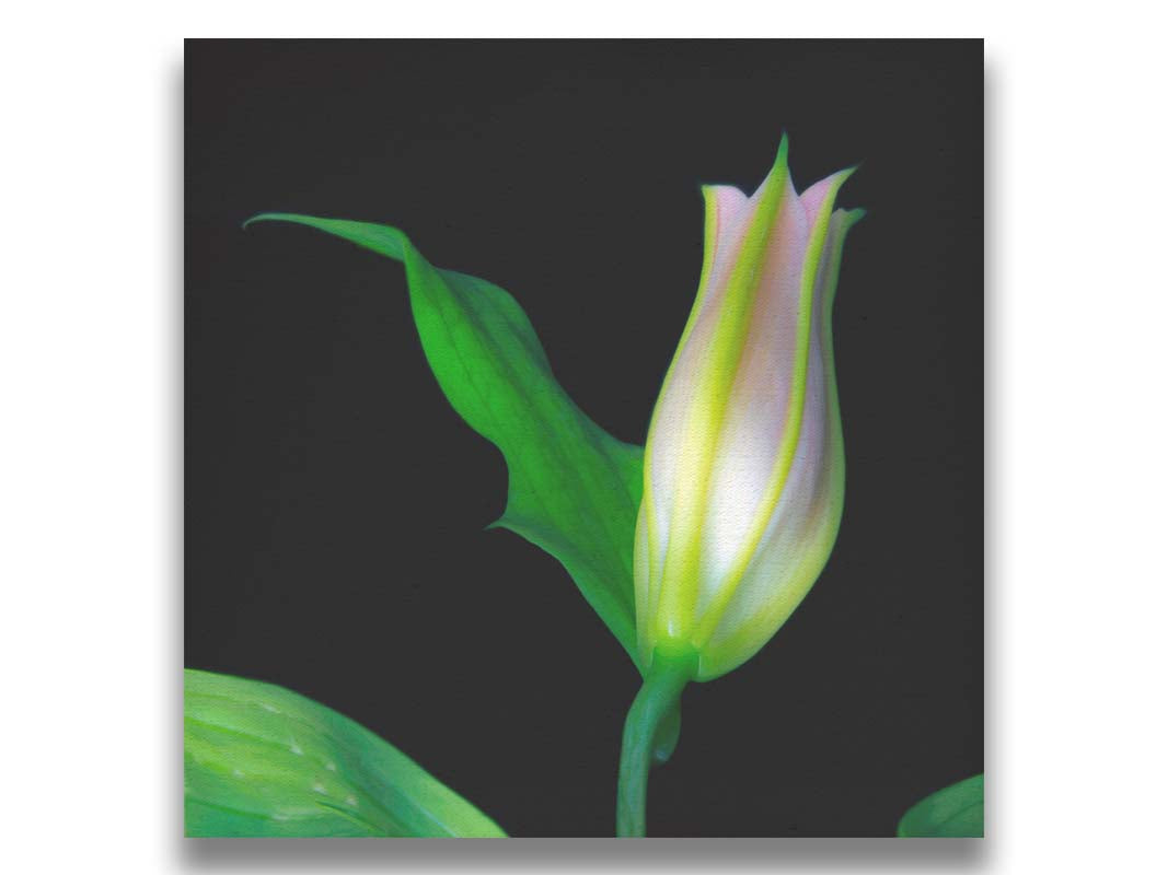 A photo of a single closed white and pink lily suspended over a black background. Printed on canvas.