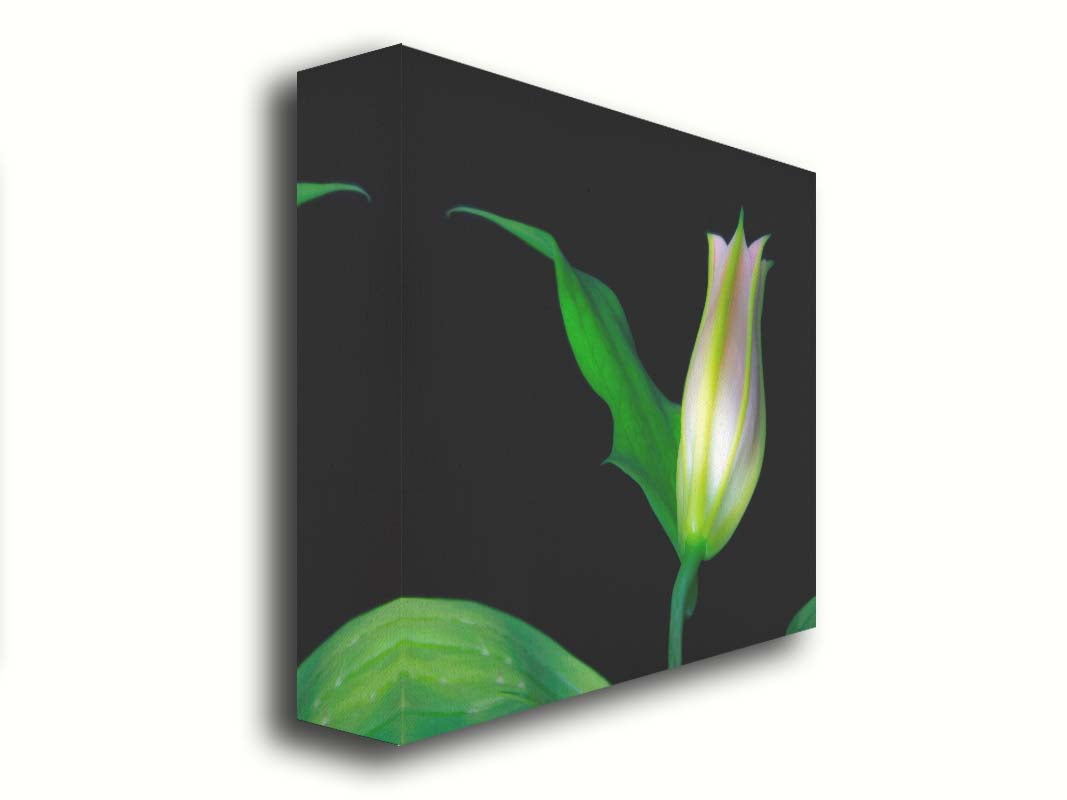 A photo of a single closed white and pink lily suspended over a black background. Printed on canvas.