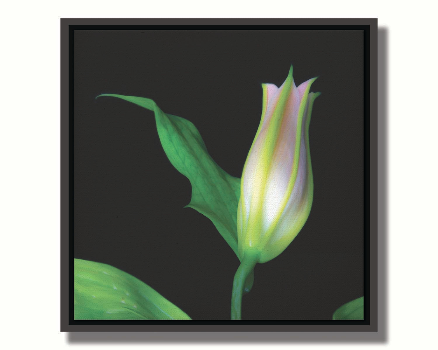 A photo of a single closed white and pink lily suspended over a black background. Printed on canvas in a float frame.