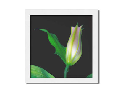 A photo of a single closed white and pink lily suspended over a black background. Printed on canvas and framed.