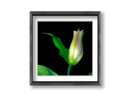 A photo of a single closed white and pink lily suspended over a black background. Printed on paper, matted, and framed.