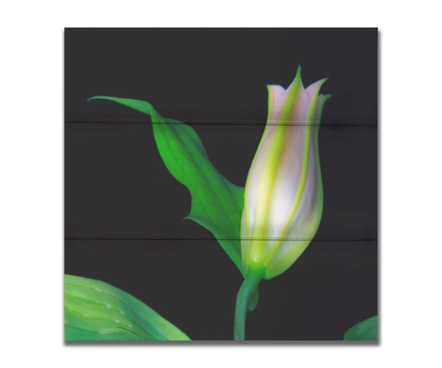 A photo of a single closed white and pink lily suspended over a black background. Printed on a box board.