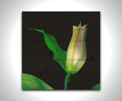 A photo of a single closed white and pink lily suspended over a black background. Printed on a wood pallet.