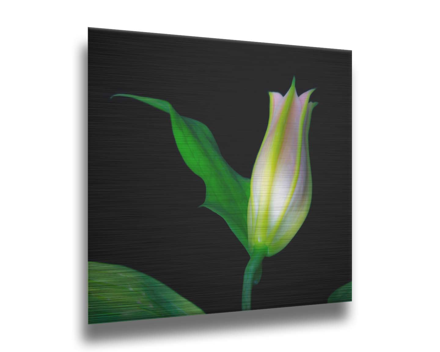 A photo of a single closed white and pink lily suspended over a black background. Printed on metal.