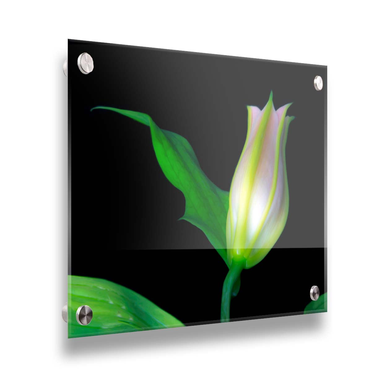 A photo of a single closed white and pink lily suspended over a black background. Printed on acrylic.