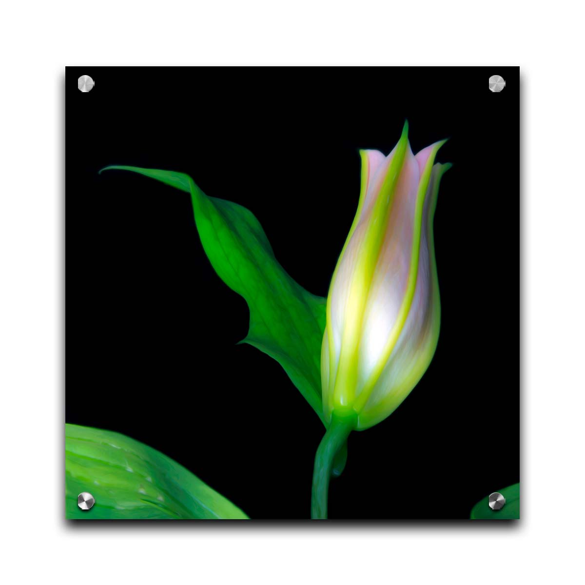 A photo of a single closed white and pink lily suspended over a black background. Printed on acrylic.