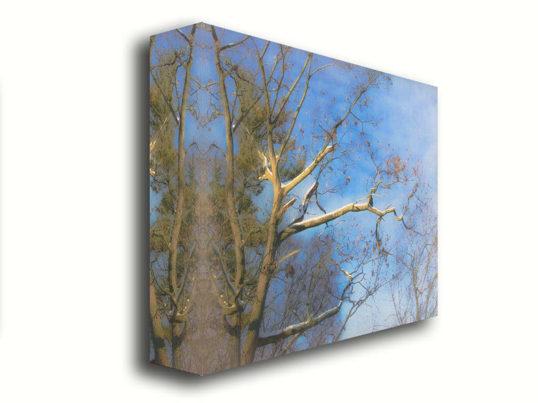 A photo looking up at the snow-covered branched of a tree against a bright blue sky. Printed on canvas.