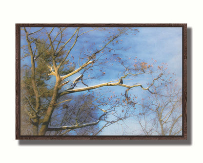 A photo looking up at the snow-covered branched of a tree against a bright blue sky. Printed on canvas in a float frame.