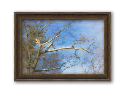 A photo looking up at the snow-covered branched of a tree against a bright blue sky. Printed on canvas and framed.