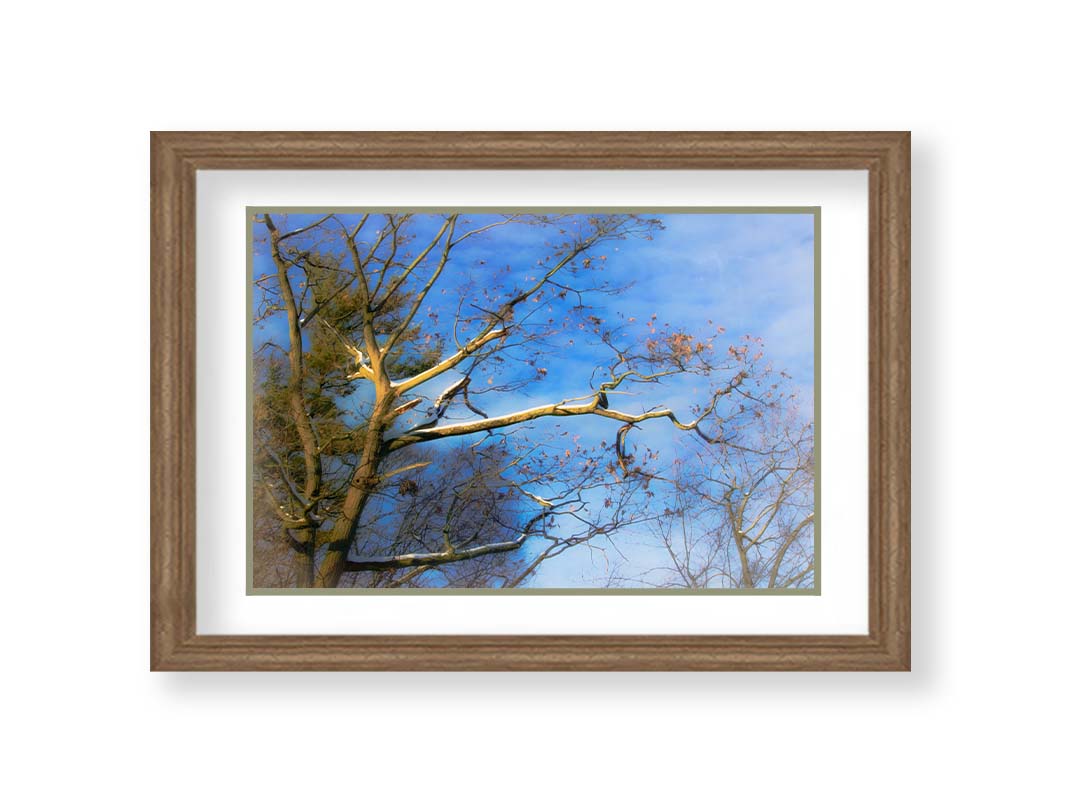 A photo looking up at the snow-covered branched of a tree against a bright blue sky. Printed on paper, matted, and framed.