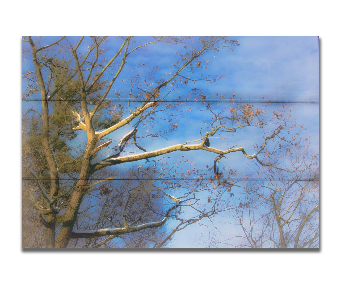 A photo looking up at the snow-covered branched of a tree against a bright blue sky. Printed on a box board.