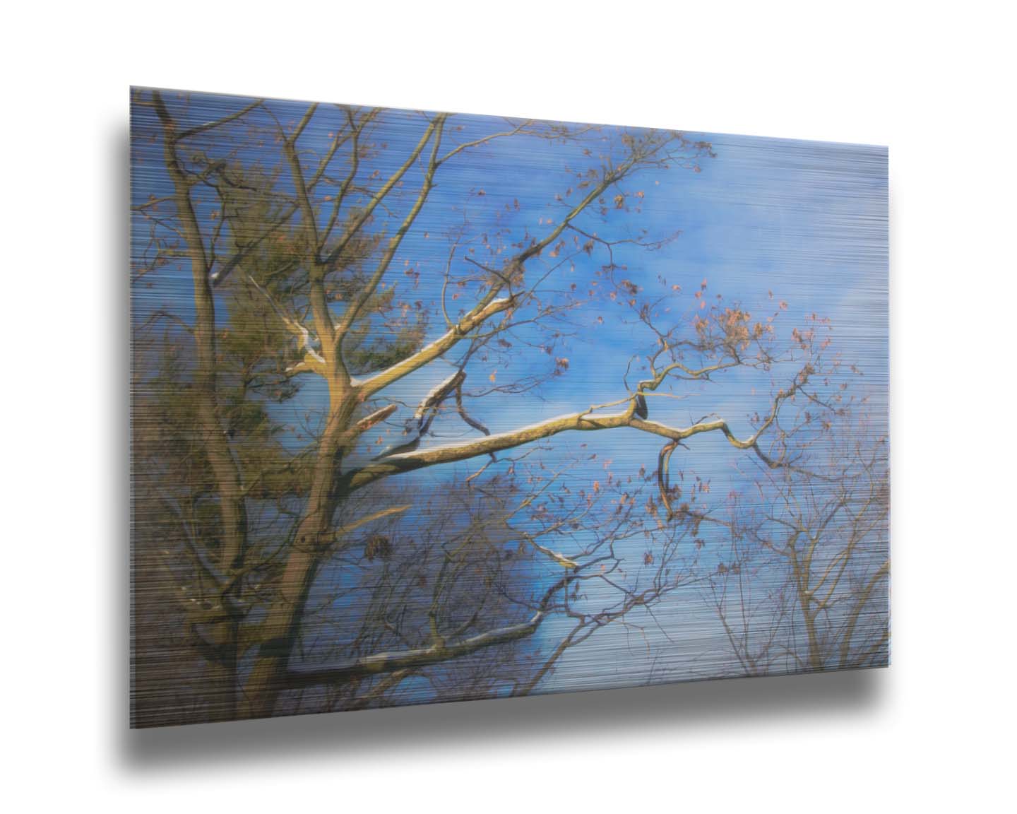 A photo looking up at the snow-covered branched of a tree against a bright blue sky. Printed on metal.