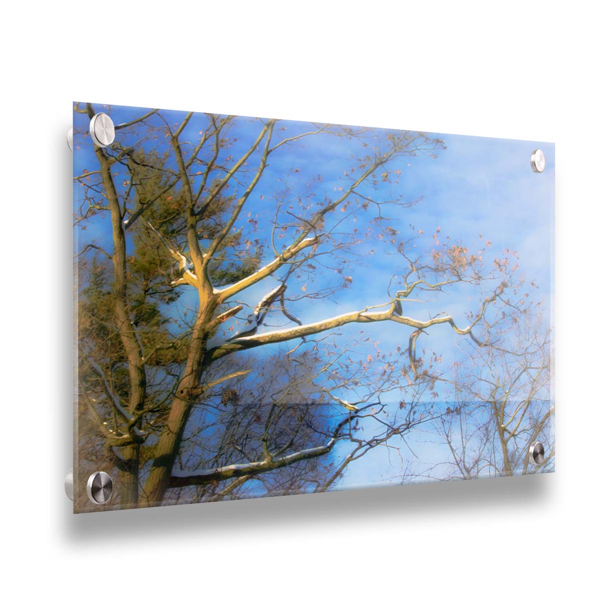 A photo looking up at the snow-covered branched of a tree against a bright blue sky. Printed on acrylic.