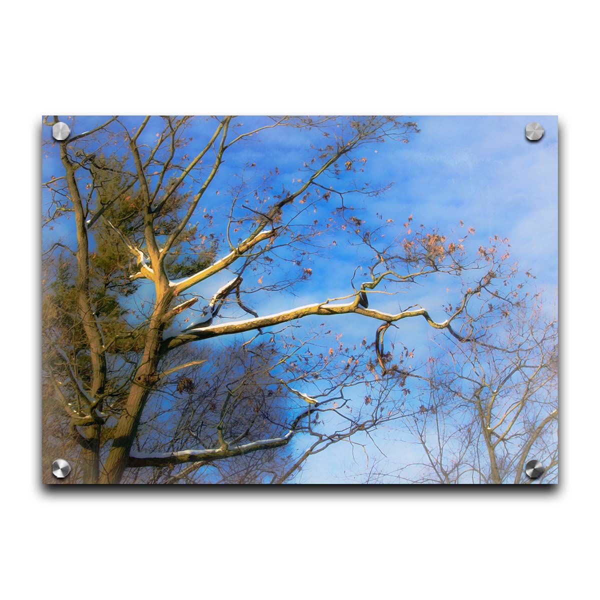 A photo looking up at the snow-covered branched of a tree against a bright blue sky. Printed on acrylic.