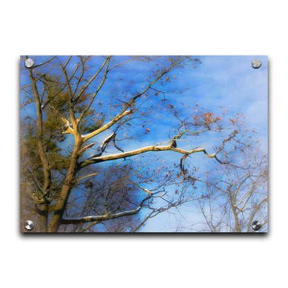 A photo looking up at the snow-covered branched of a tree against a bright blue sky. Printed on acrylic.