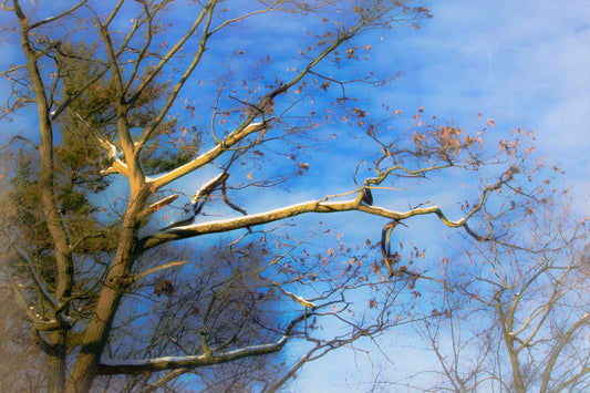 A photo looking up at the snow-covered branched of a tree against a bright blue sky.