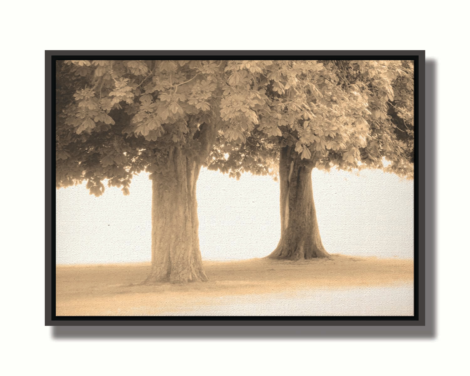 A sepia photo of two trees, the blown out white background adding a dreamlike quality. Printed on canvas in a float frame.