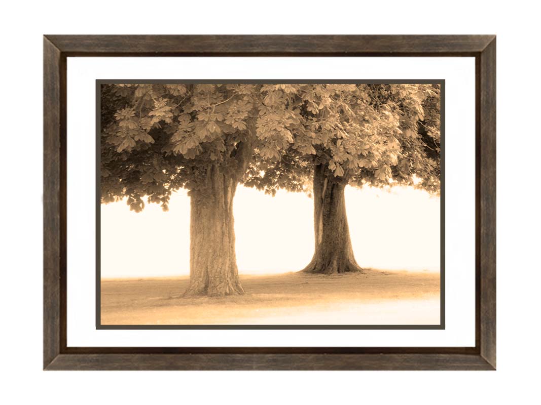 A sepia photo of two trees, the blown out white background adding a dreamlike quality. Printed on paper, matted, and framed.