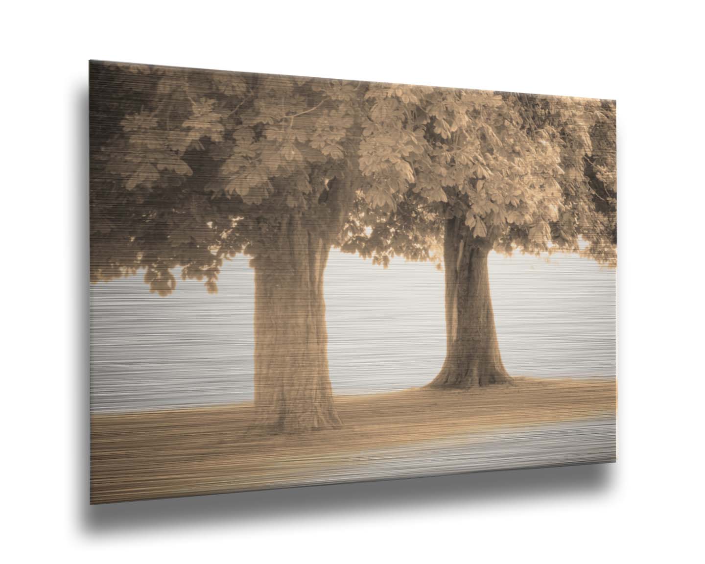 A sepia photo of two trees, the blown out white background adding a dreamlike quality. Printed on metal.