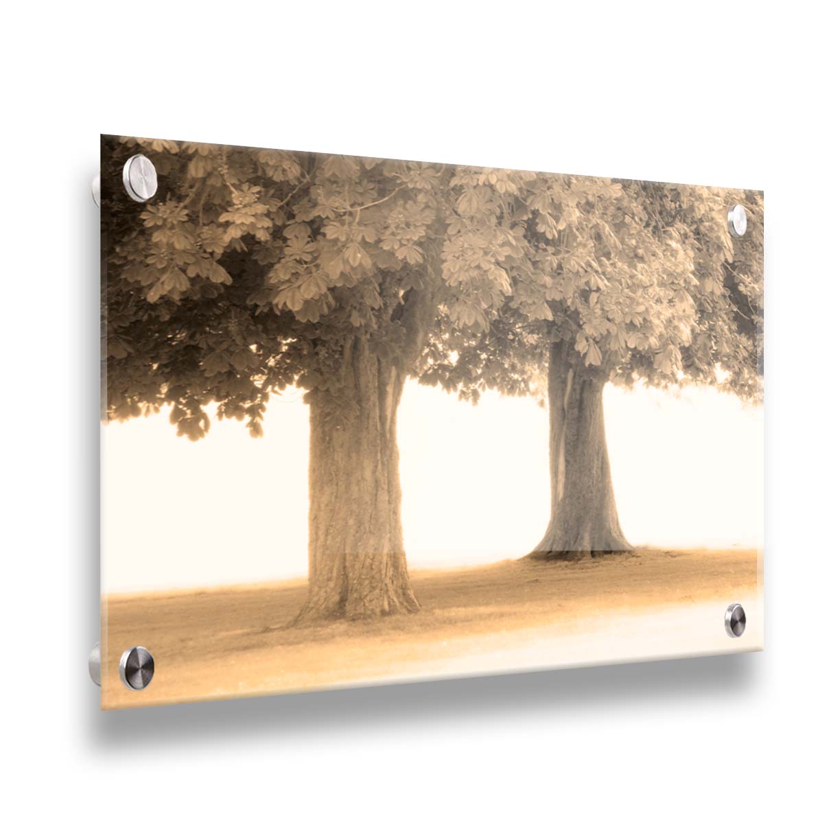 A sepia photo of two trees, the blown out white background adding a dreamlike quality. Printed on acrylic.