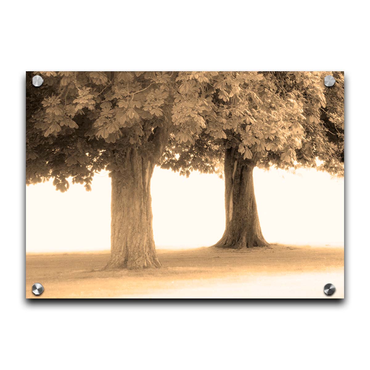 A sepia photo of two trees, the blown out white background adding a dreamlike quality. Printed on acrylic.