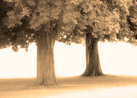 A sepia photo of two trees, the blown out white background adding a dreamlike quality.