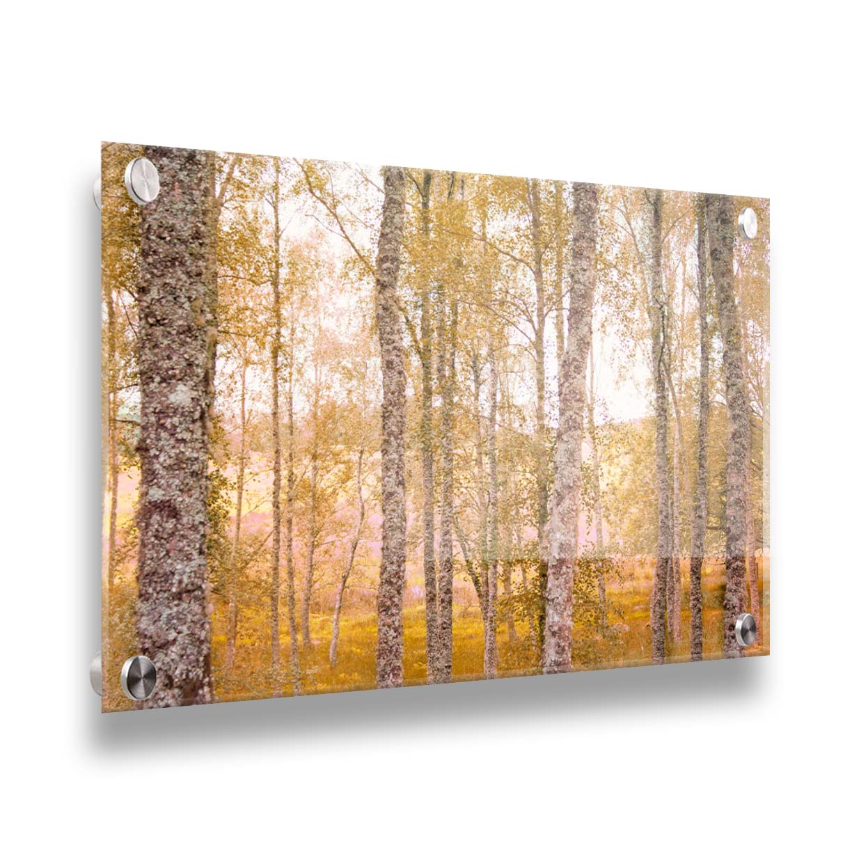 A landscape photo of a forest of yellow autumn trees, edited to be reminiscent of pointilism. Printed on acrylic.