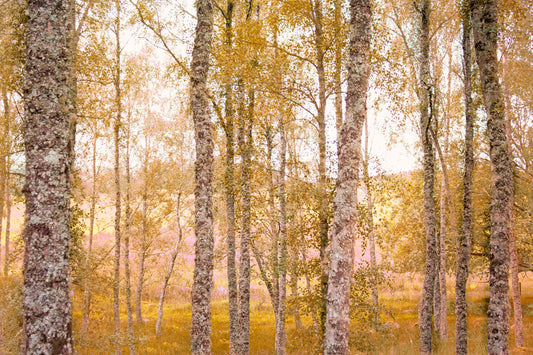 A landscape photo of a forest of yellow autumn trees, edited to be reminiscent of pointilism.