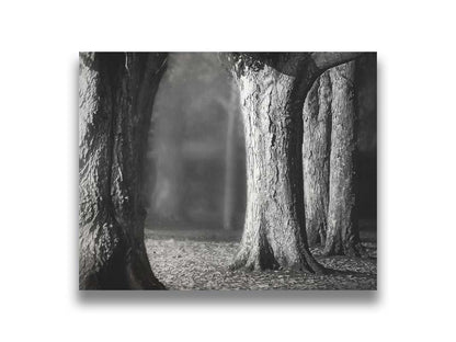 A grayscale photograph of thick trees in fall. The shallow depth of field blurs the misty background, emphasizing the crisp textures of the bark in the foreground. Printed on canvas.