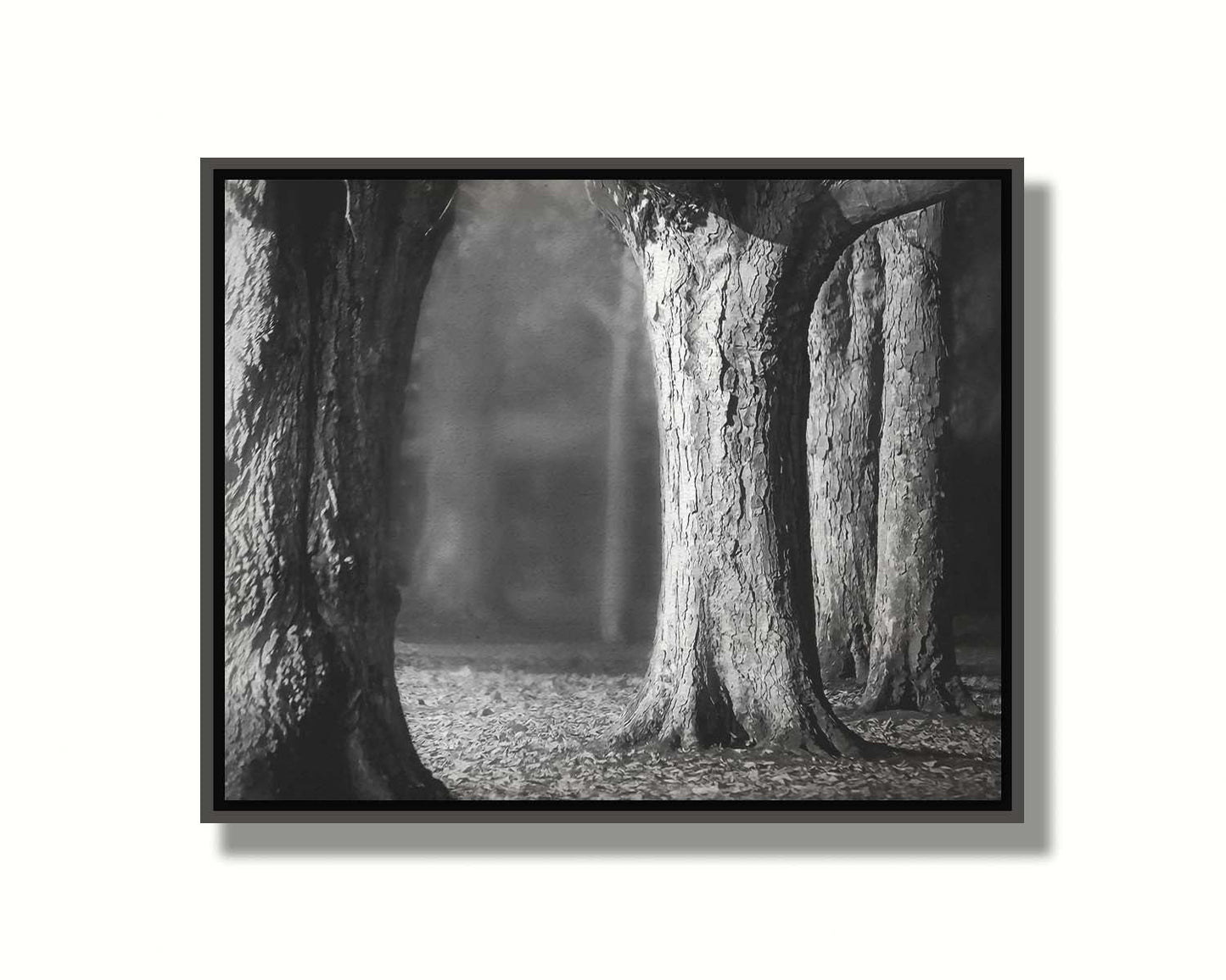 A grayscale photograph of thick trees in fall. The shallow depth of field blurs the misty background, emphasizing the crisp textures of the bark in the foreground. Printed on canvas in a float frame.