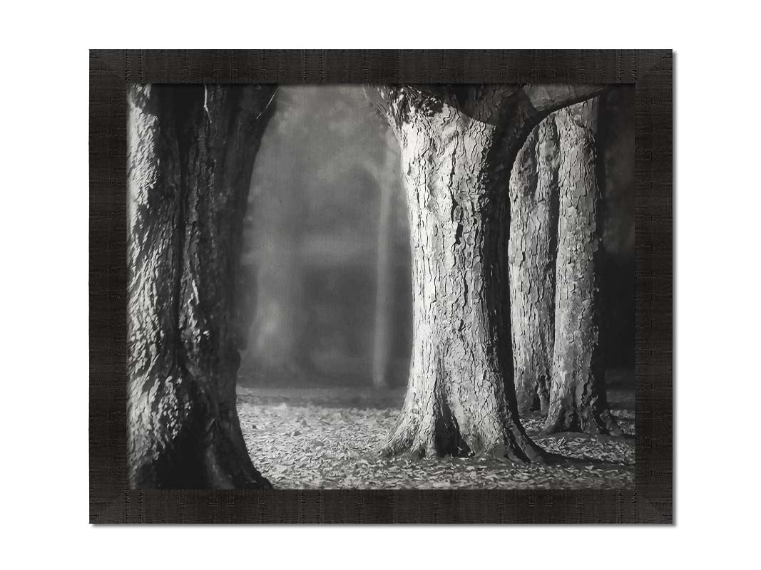 A grayscale photograph of thick trees in fall. The shallow depth of field blurs the misty background, emphasizing the crisp textures of the bark in the foreground. Printed on canvas and framed.