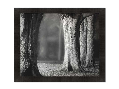 A grayscale photograph of thick trees in fall. The shallow depth of field blurs the misty background, emphasizing the crisp textures of the bark in the foreground. Printed on canvas and framed.