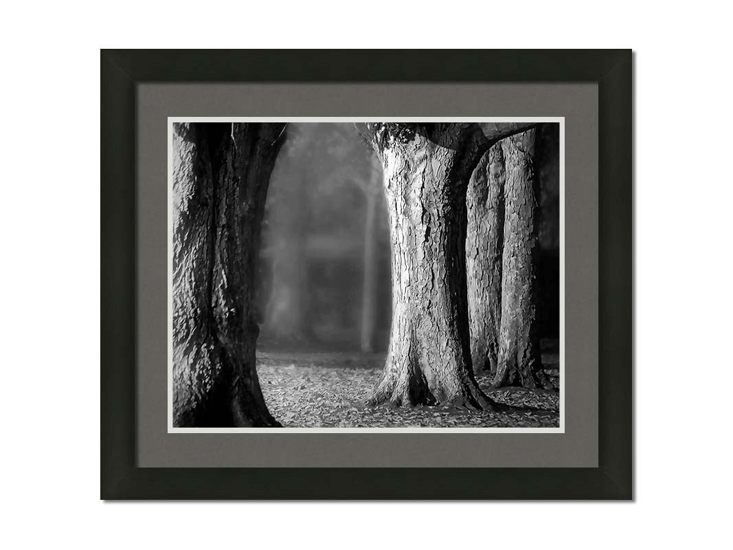 A grayscale photograph of thick trees in fall. The shallow depth of field blurs the misty background, emphasizing the crisp textures of the bark in the foreground. Printed on paper, matted, and framed.