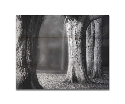 A grayscale photograph of thick trees in fall. The shallow depth of field blurs the misty background, emphasizing the crisp textures of the bark in the foreground. Printed on a box board.