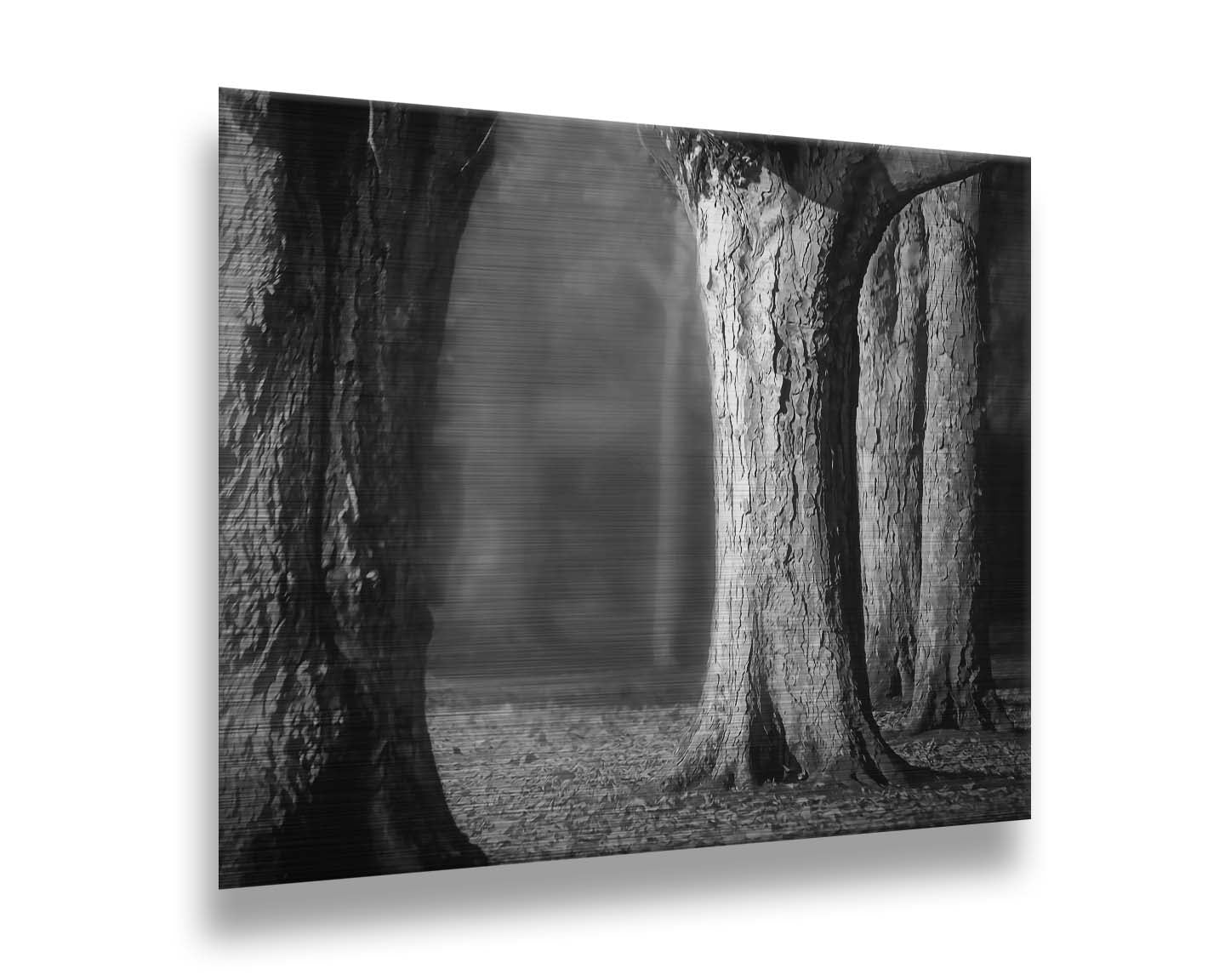 A grayscale photograph of thick trees in fall. The shallow depth of field blurs the misty background, emphasizing the crisp textures of the bark in the foreground. Printed on metal.