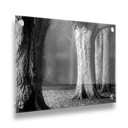 A grayscale photograph of thick trees in fall. The shallow depth of field blurs the misty background, emphasizing the crisp textures of the bark in the foreground. Printed on acrylic.