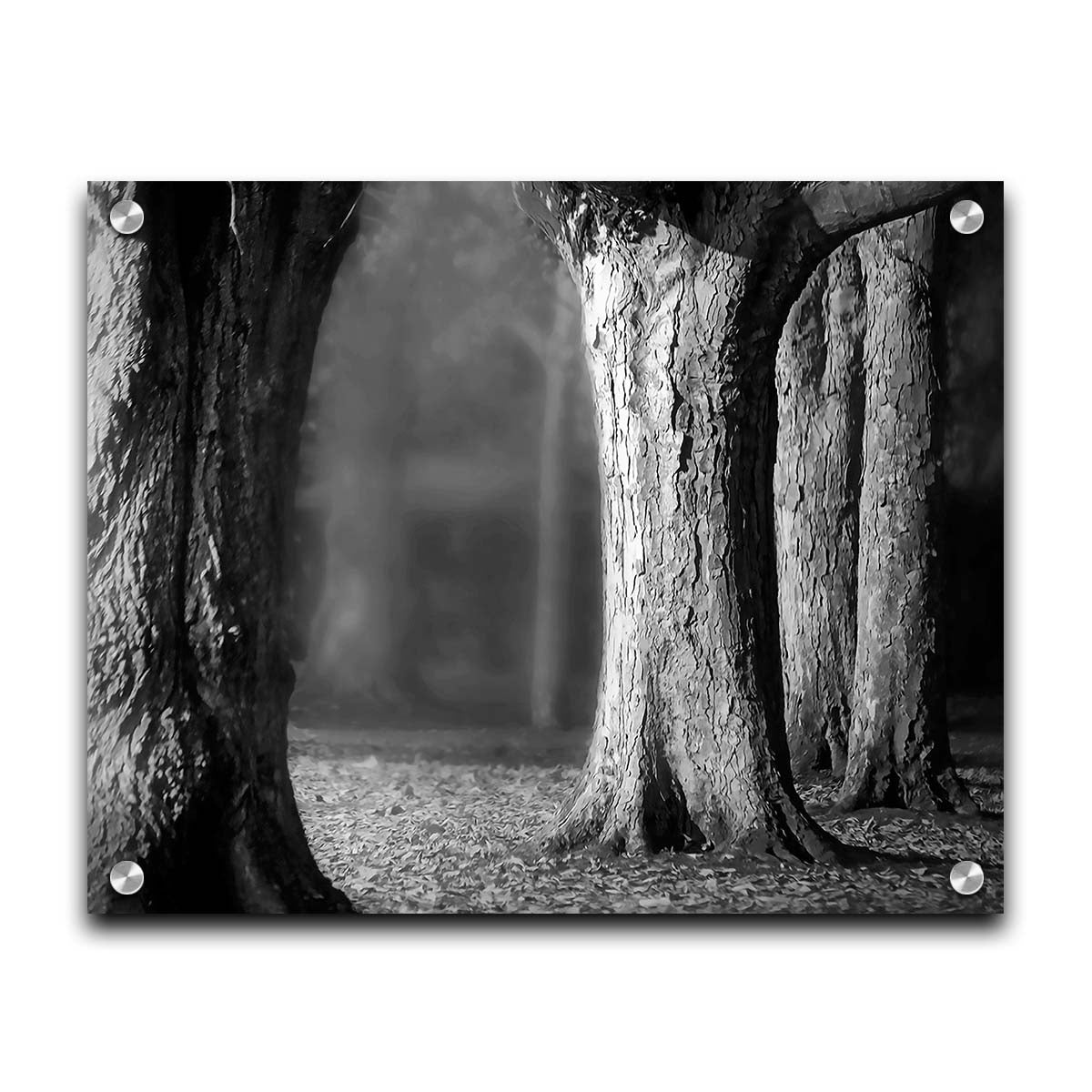 A grayscale photograph of thick trees in fall. The shallow depth of field blurs the misty background, emphasizing the crisp textures of the bark in the foreground. Printed on acrylic.