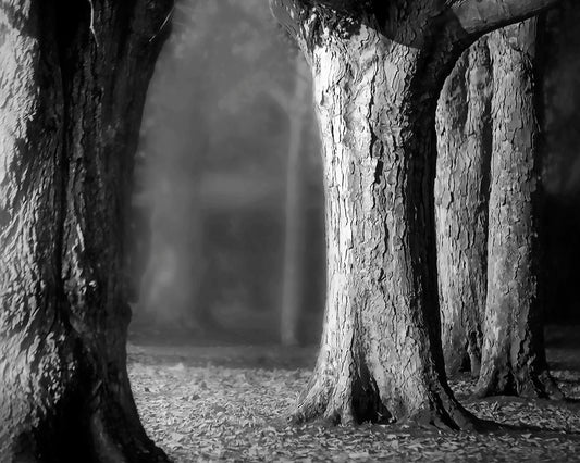 A grayscale photograph of thick trees in fall. The shallow depth of field blurs the misty background, emphasizing the crisp textures of the bark in the foreground.