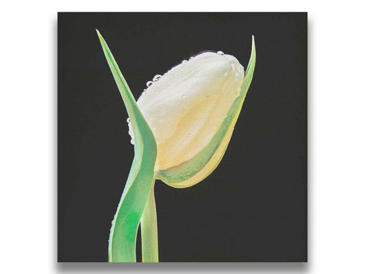 A photo of a single pale yellow tulip bulb splashed with water droplets against a black background. Printed on canvas.