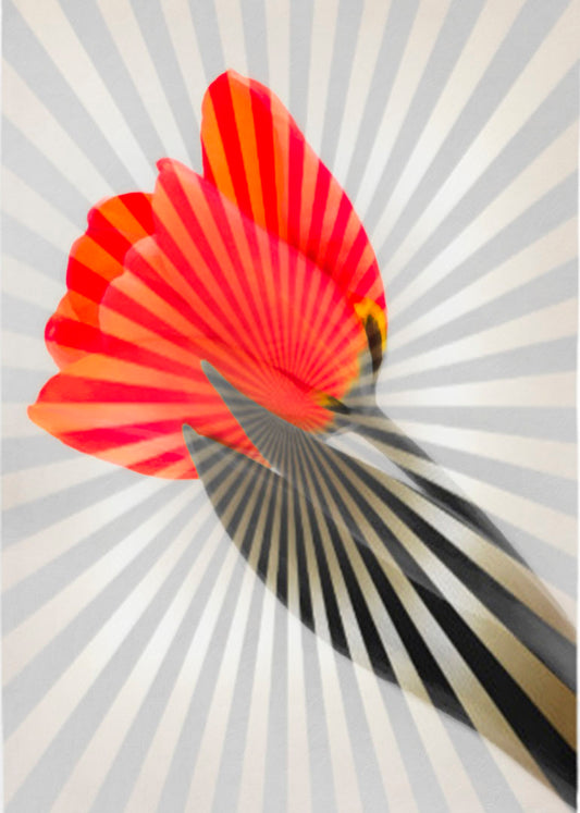 A photo of a tulip, edited in grayscale with selectively colored red petals and overlayed with a radial pattern of lines. 