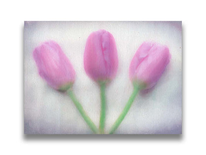 A photo of three pink tulips arranged on a white background. They are edited to have a painterly look. Printed on canvas.