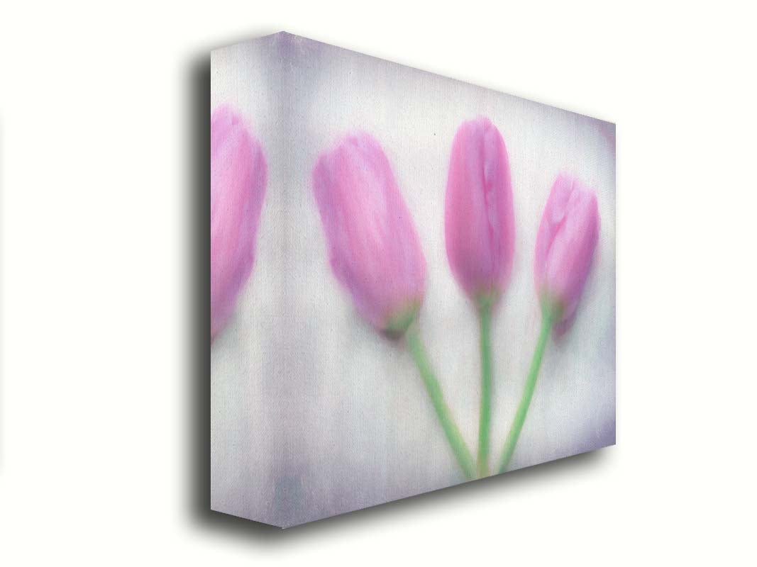 A photo of three pink tulips arranged on a white background. They are edited to have a painterly look. Printed on canvas.