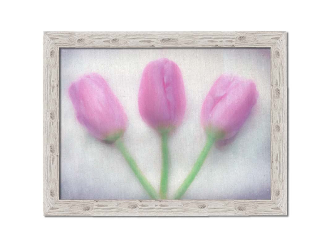 A photo of three pink tulips arranged on a white background. They are edited to have a painterly look. Printed on canvas and framed.