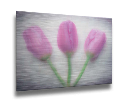 A photo of three pink tulips arranged on a white background. They are edited to have a painterly look. Printed on metal.