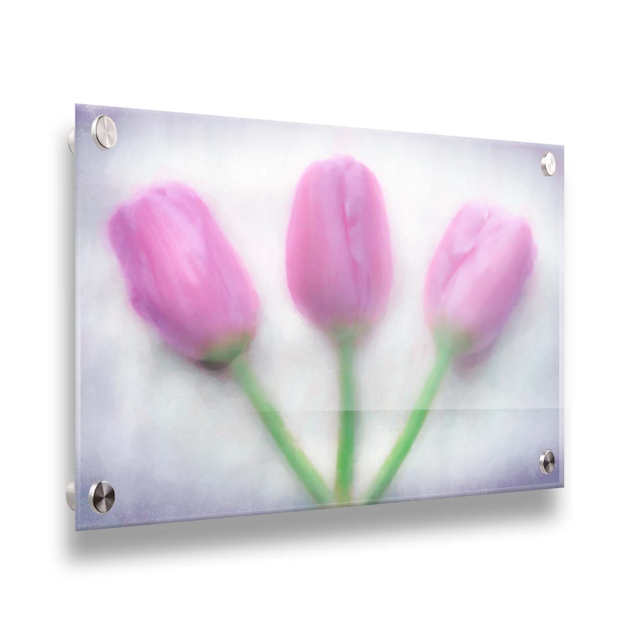 A photo of three pink tulips arranged on a white background. They are edited to have a painterly look. Printed on acrylic.