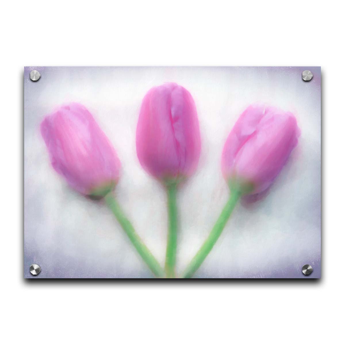 A photo of three pink tulips arranged on a white background. They are edited to have a painterly look. Printed on acrylic.